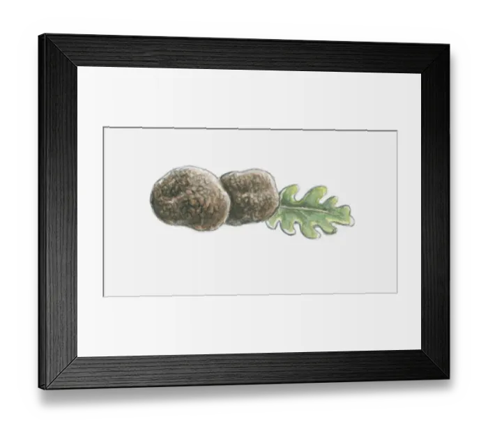 Framed Print : Illustration of truffles and leaf Framed Print : Illustration of truffles and leaf