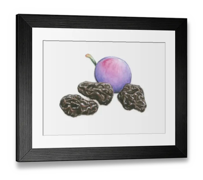 Framed Print : Illustration of a plum and three prunes Framed Print : Illustration of a plum and three prunes