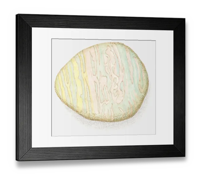 Framed Print : Illustration of hornfels Framed Print : Illustration of hornfels