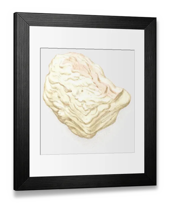 Framed Print : Illustration of mica schist Framed Print : Illustration of mica schist