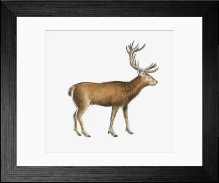 Framed Print : Illustration of a deer Framed Print : Illustration of a deer