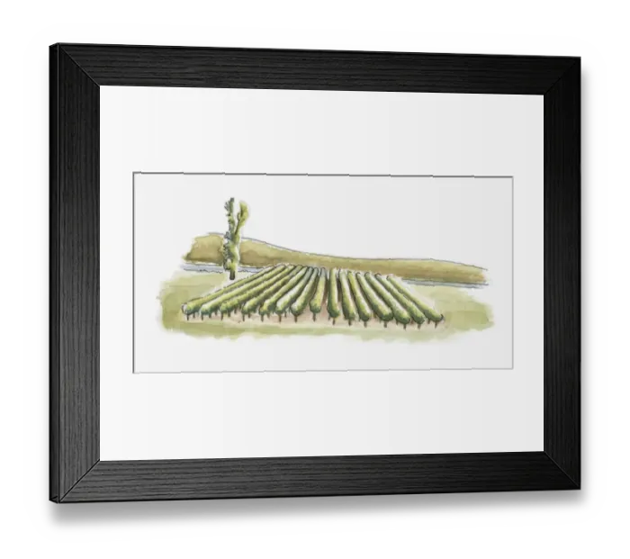 Framed Print : Illustration of a vineyard Framed Print : Illustration of a vineyard