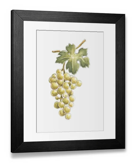 Framed Print : Illustration of white grapes on the vine Framed Print : Illustration of white grapes on the vine