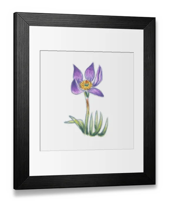 Framed Print : Illustration of Pulsatilla vulgaris (Pasque flower) Framed Print : Illustration of Pulsatilla vulgaris (Pasque flower)