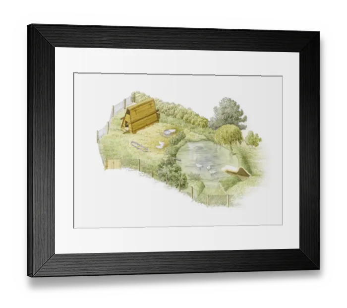 Framed Print : Illustration of ducks being kept in a duck run on farm with a duck house and pond enclosed by a mesh fence Framed Print : Illustration of ducks being kept in a duck run on farm with a duck house and pond enclosed by a mesh fence
