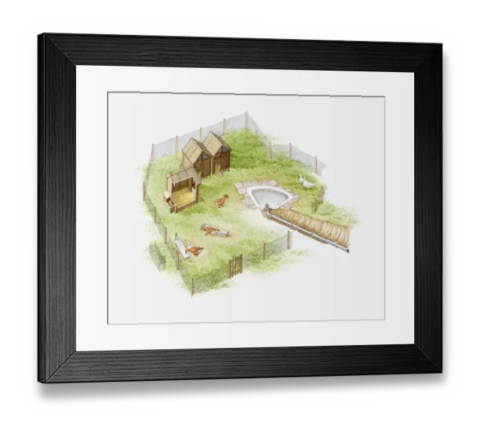 Framed Print : Illustration of geese being kept in a goose run with a wooden house and small bath tub to form a pond, enclosed by a mesh fence Framed Print : Illustration of geese being kept in a goose run with a wooden house and small bath tub to form a pond, enclosed by a mesh fence