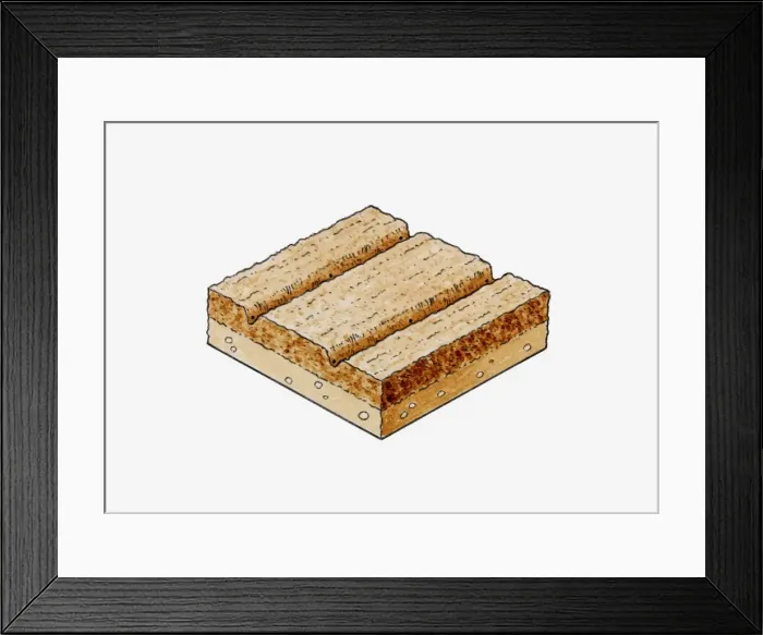 Framed Print : Cross section illustration of tilled soil with furrows running in rows, for the growing of maize Framed Print : Cross section illustration of tilled soil with furrows running in rows, for the growing of maize