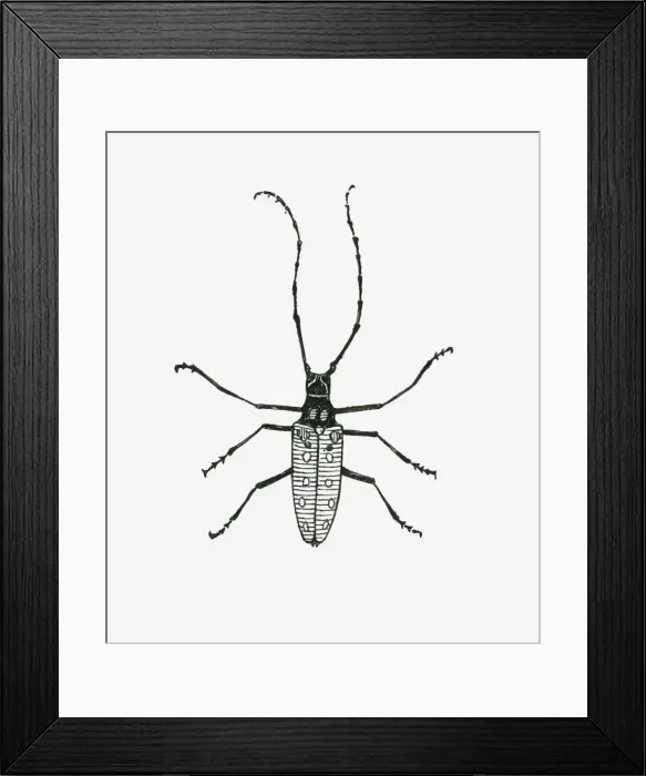 Framed Print : Black and white illustration of insect with antennae