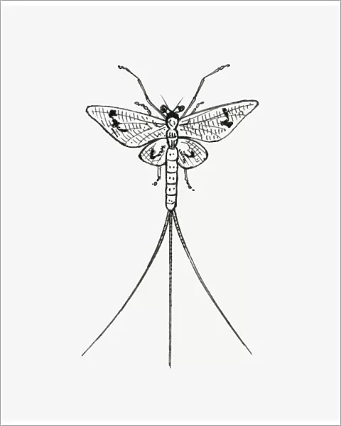 Black and white illustration of a mayfly