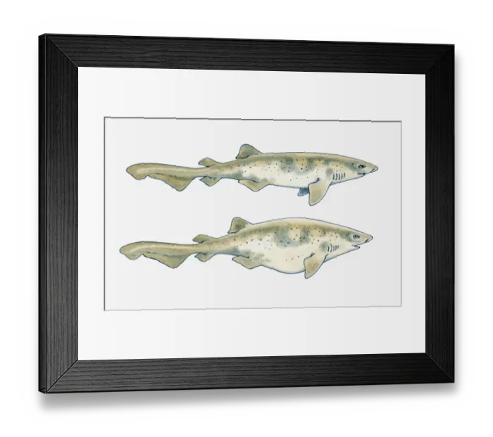 Framed Print : Illustration of a Swell shark (Cephaloscyllium ventriosum) showing normal body shape and with inflated stomach, to enlarge its size for protection Framed Print : Illustration of a Swell shark (Cephaloscyllium ventriosum) showing normal body shape and with inflated stomach, to enlarge its size for protection