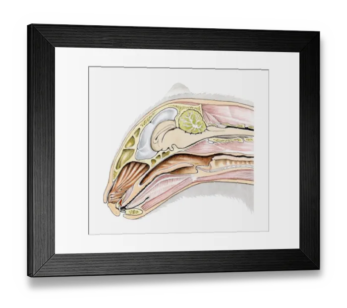 Framed Print : Cross section illustration of domestic cat (Felis Catus) head in profile