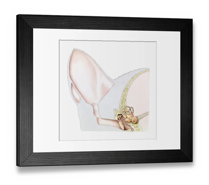 Framed Print : Cross section illustration of ear of domestic cat (Felis Catus)