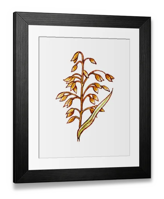 Framed Print : Illustration of Avena sativa (Oat) stem with seeds Framed Print : Illustration of Avena sativa (Oat) stem with seeds