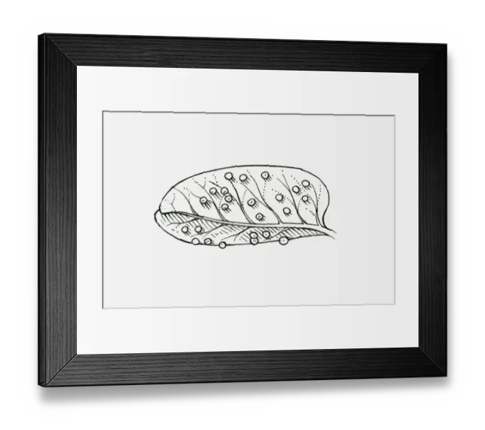Framed Print : Black and white illustration of a leaf covered in insect eggs Framed Print : Black and white illustration of a leaf covered in insect eggs