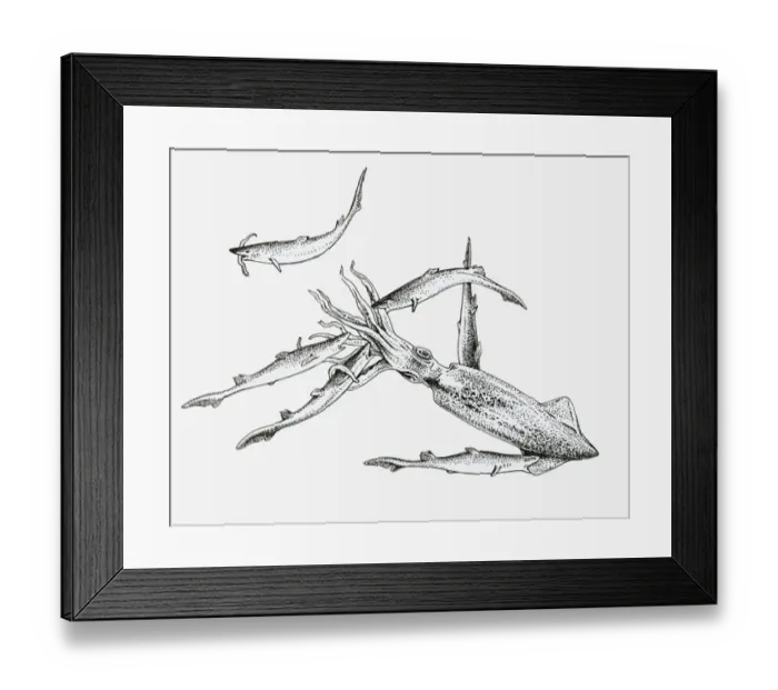 Framed Print : Black and white illustration of a pack of dogfish sharks hunting a squid Framed Print : Black and white illustration of a pack of dogfish sharks hunting a squid