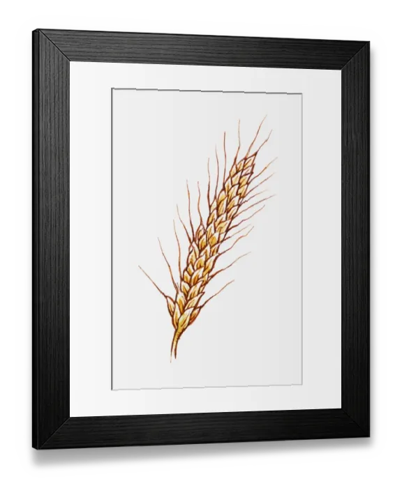 Framed Print : Illustration of Hordeum vulgare (Barley) on stem, close-up Framed Print : Illustration of Hordeum vulgare (Barley) on stem, close-up