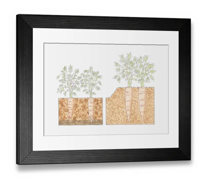 Framed Print : Cross section illustration of carrots growing in deep beds where roots reach deeper into fertile soil Framed Print : Cross section illustration of carrots growing in deep beds where roots reach deeper into fertile soil