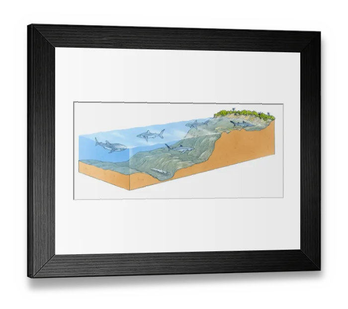 Framed Print : Cross-section illustration showing different shark species in ocean habitats of varying depths Framed Print : Cross-section illustration showing different shark species in ocean habitats of varying depths
