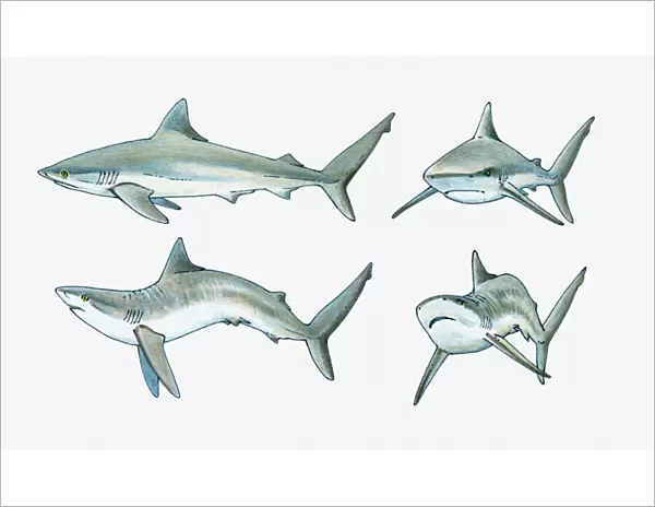 Illustration of shark body language, normal front and side-on positions (top), and displaying aggressive body language (bottom)