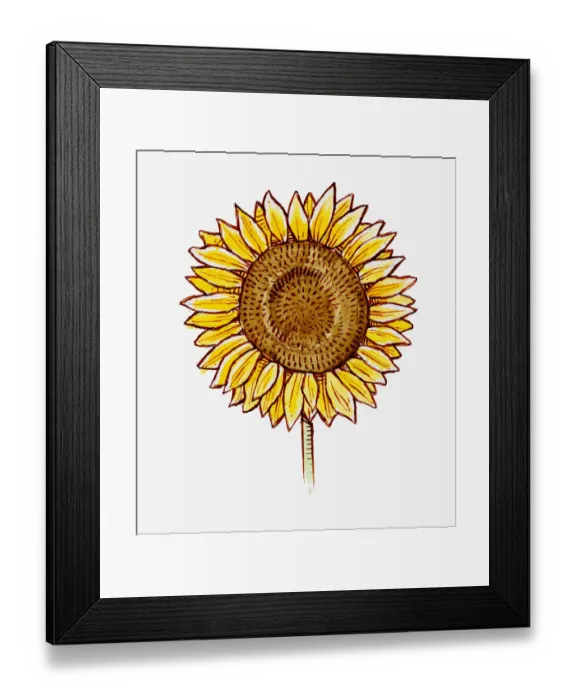 Framed Print : Illustration of Helianthus annuus (Sunflower) flower head Framed Print : Illustration of Helianthus annuus (Sunflower) flower head