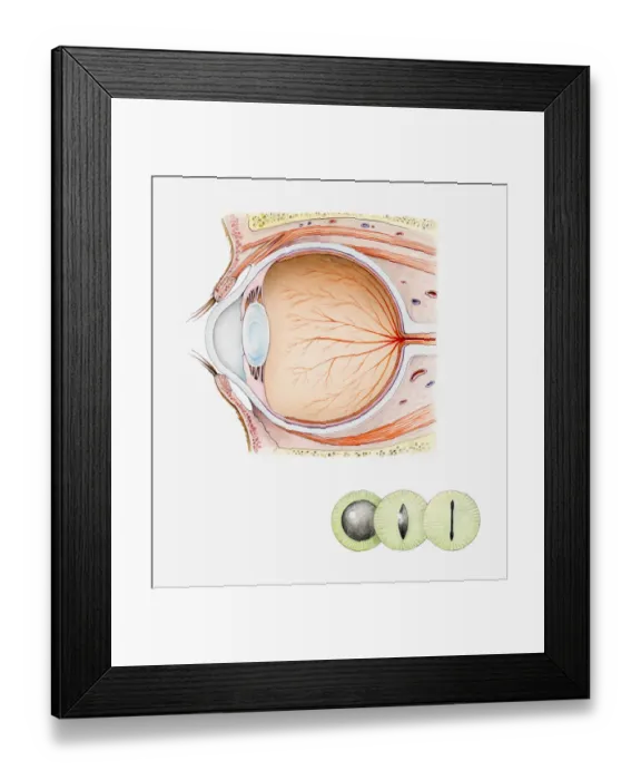 Framed Print : Cross section iIllustration of eye of domestic cat with inset illustrations of green iris and black pupils