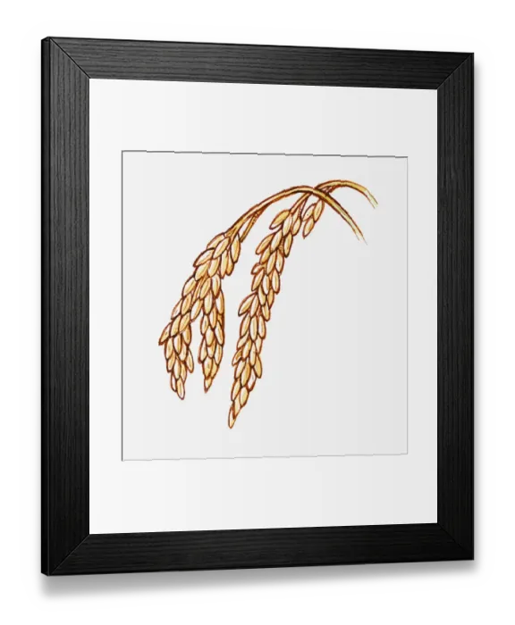 Framed Print : Illustration of Oryza sativa (Rice) seeds on stems, close-up Framed Print : Illustration of Oryza sativa (Rice) seeds on stems, close-up