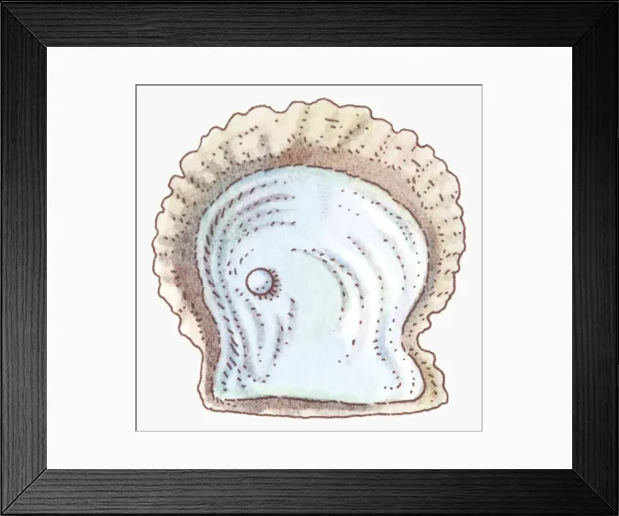 Framed Print : Illustration of pearl oyster Framed Print : Illustration of pearl oyster