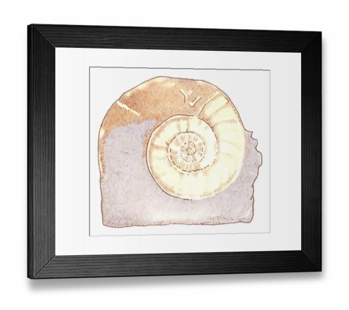 Framed Print : Illustration of Ammonite fossil Framed Print : Illustration of Ammonite fossil