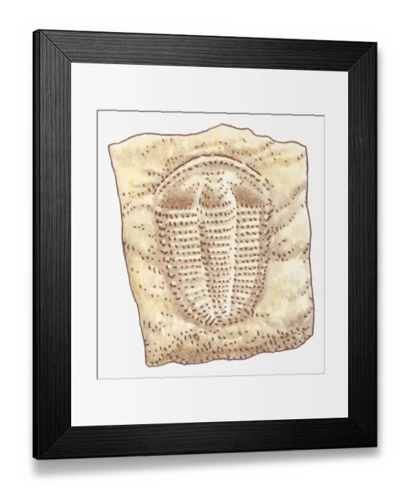 Framed Print : Illustration of Trilobite fossil Framed Print : Illustration of Trilobite fossil