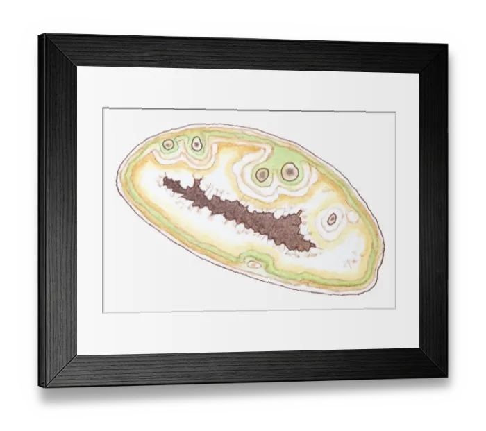 Framed Print : Illustration of Agate, a form of Quartz Framed Print : Illustration of Agate, a form of Quartz