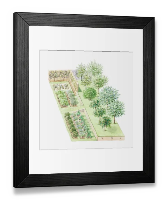 Framed Print : Illustration of a temperate climate orchard Framed Print : Illustration of a temperate climate orchard