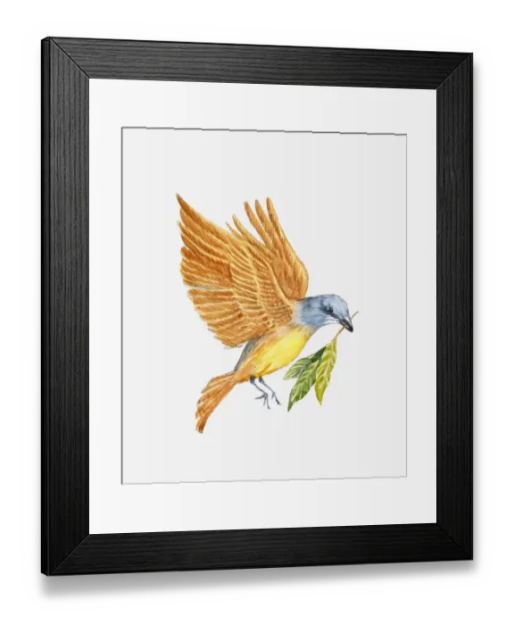 Framed Print : Illustration of Kingbird (Tyrannus sp. ) carrying sprig of laurel, historically an omen for Julius Caesars death Framed Print : Illustration of Kingbird (Tyrannus sp. ) carrying sprig of laurel, historically an omen for Julius Caesars death