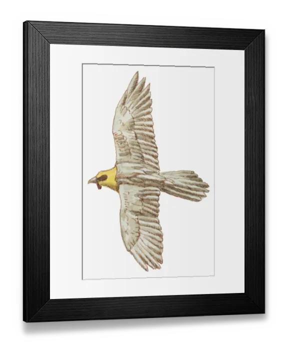 Framed Print : Illustration of Lammergeier or Bearded Vulture (Gypaetus barbatus) in flight Framed Print : Illustration of Lammergeier or Bearded Vulture (Gypaetus barbatus) in flight