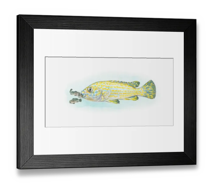 Framed Print : Illustration of mouthbrooder fish and babies Framed Print : Illustration of mouthbrooder fish and babies