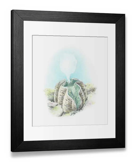 Framed Print : Illustration of Giant clam (Tridacna gigas) shooting out cloud of eggs Framed Print : Illustration of Giant clam (Tridacna gigas) shooting out cloud of eggs
