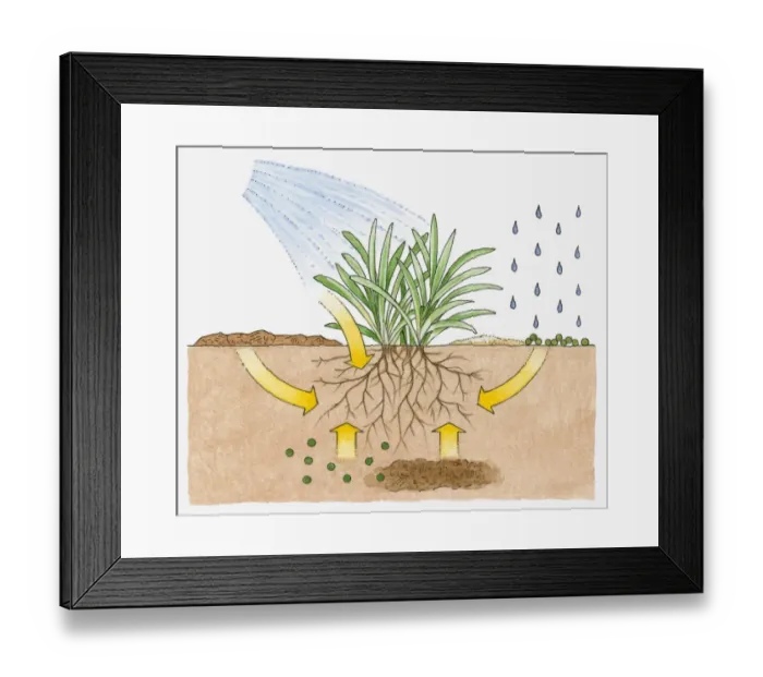 Framed Print : Cross section illustration of watering plant and raindrops showing roots and nutrients underground during growth Framed Print : Cross section illustration of watering plant and raindrops showing roots and nutrients underground during growth