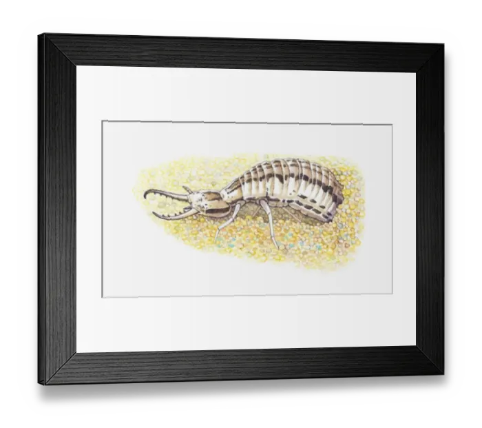 Framed Print : Illustration of larva of Antlion (Myrmeleontidae) Framed Print : Illustration of larva of Antlion (Myrmeleontidae)