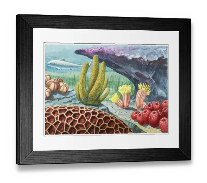 Framed Print : Illustration of the environment of the Grand Canyon as it was 400 million years ago, showing prehistoric sea life Framed Print : Illustration of the environment of the Grand Canyon as it was 400 million years ago, showing prehistoric sea life