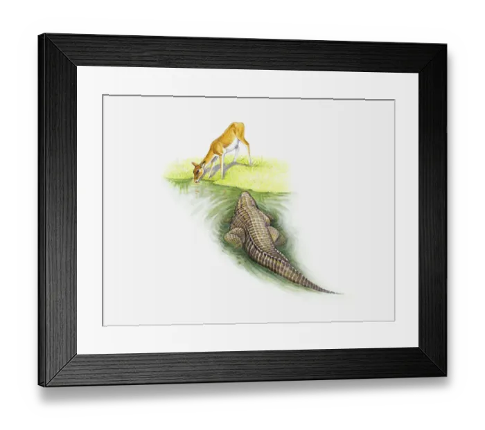 Framed Print : Illustration of crocodile hunting young gazelle drinking at waters edge Framed Print : Illustration of crocodile hunting young gazelle drinking at waters edge