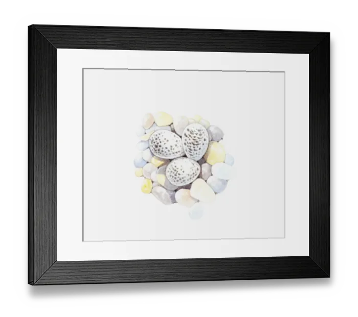 Framed Print : Illustration of speckled Ringed Plover (Charadrius hiaticula) eggs on pebble nest