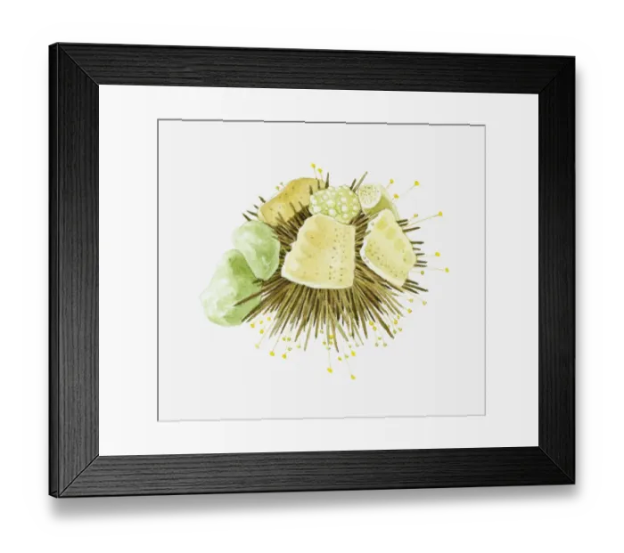 Framed Print : Illustration of sea urchin under rocks Framed Print : Illustration of sea urchin under rocks
