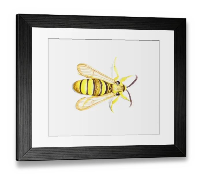 Framed Print : Illustration of yellow and back striped Clearwing Moth (Synanthedon) Framed Print : Illustration of yellow and back striped Clearwing Moth (Synanthedon)