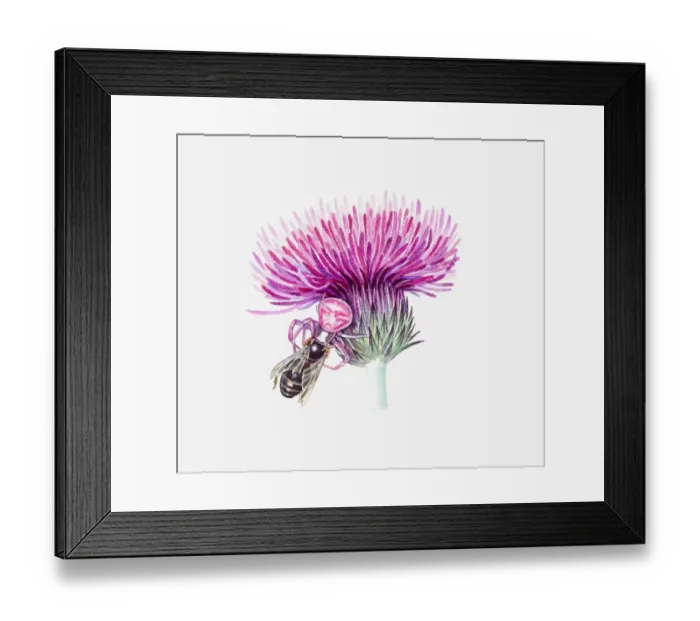 Framed Print : Illustration of pink Crab Spider on thistle attacking bee Framed Print : Illustration of pink Crab Spider on thistle attacking bee