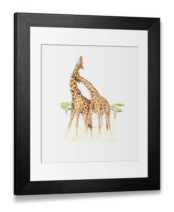 Framed Print : Illustration of two Giraffe (Giraffa camelopardalis) on savannah Framed Print : Illustration of two Giraffe (Giraffa camelopardalis) on savannah