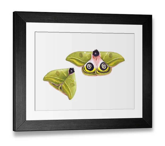 Framed Print : Illustration of silk moth with spread wings showing imitation eyes, and closed wings Framed Print : Illustration of silk moth with spread wings showing imitation eyes, and closed wings
