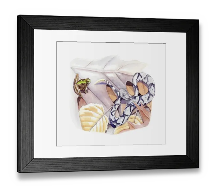 Framed Print : Illustration of Copperhead Snake (Agkistrodon contortrix) and frog on leaf