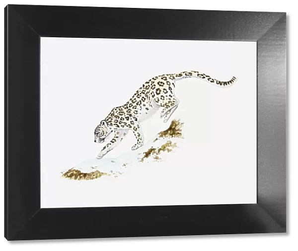 Illustration of Snow Leopard (Uncia uncia or Panthera uncia) moving across ice
