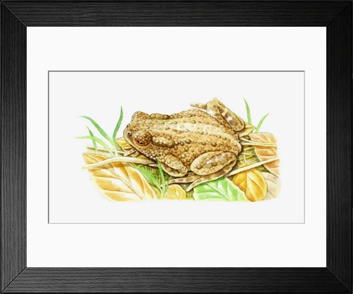 Framed Print : Illustration of Common Toad (Bufo bufo) camouflaged against dry leaves Framed Print : Illustration of Common Toad (Bufo bufo) camouflaged against dry leaves