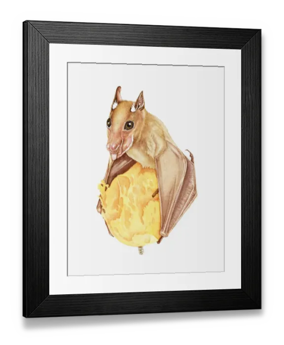 Framed Print : Illustration of Wahlbergs Epauletted Fruit Bat (Epomophorus wahlbergi) feeding on fruit Framed Print : Illustration of Wahlbergs Epauletted Fruit Bat (Epomophorus wahlbergi) feeding on fruit