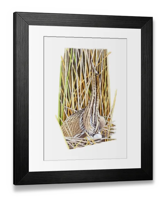 Framed Print : Illustration of American Bittern (Botaurus lentiginosus) sitting on eggs in nest camouflaged by long grass and reeds Framed Print : Illustration of American Bittern (Botaurus lentiginosus) sitting on eggs in nest camouflaged by long grass and reeds